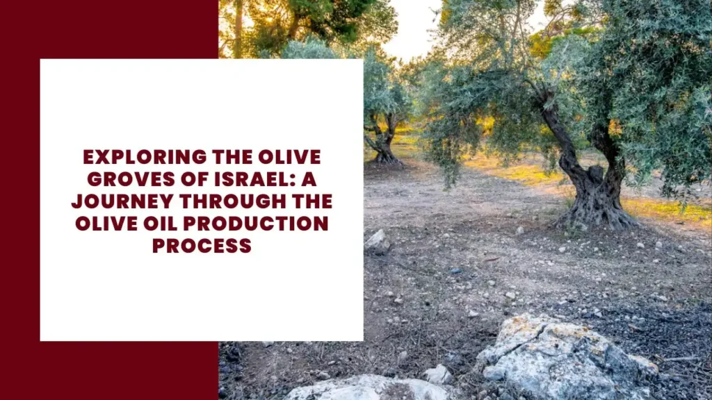 Exploring the Olive Groves of Israel