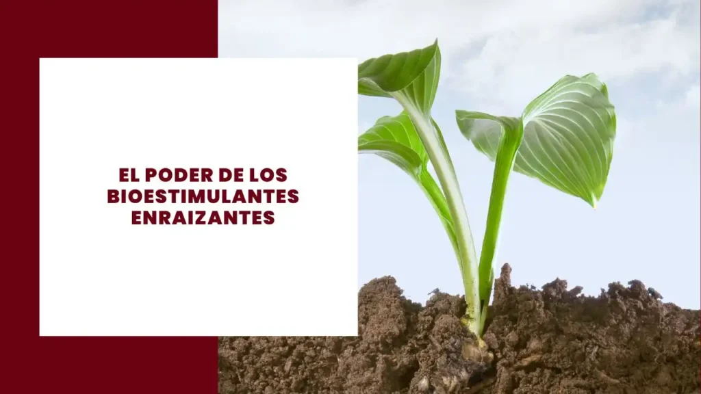El poder de los bioestimulantes enraizantes