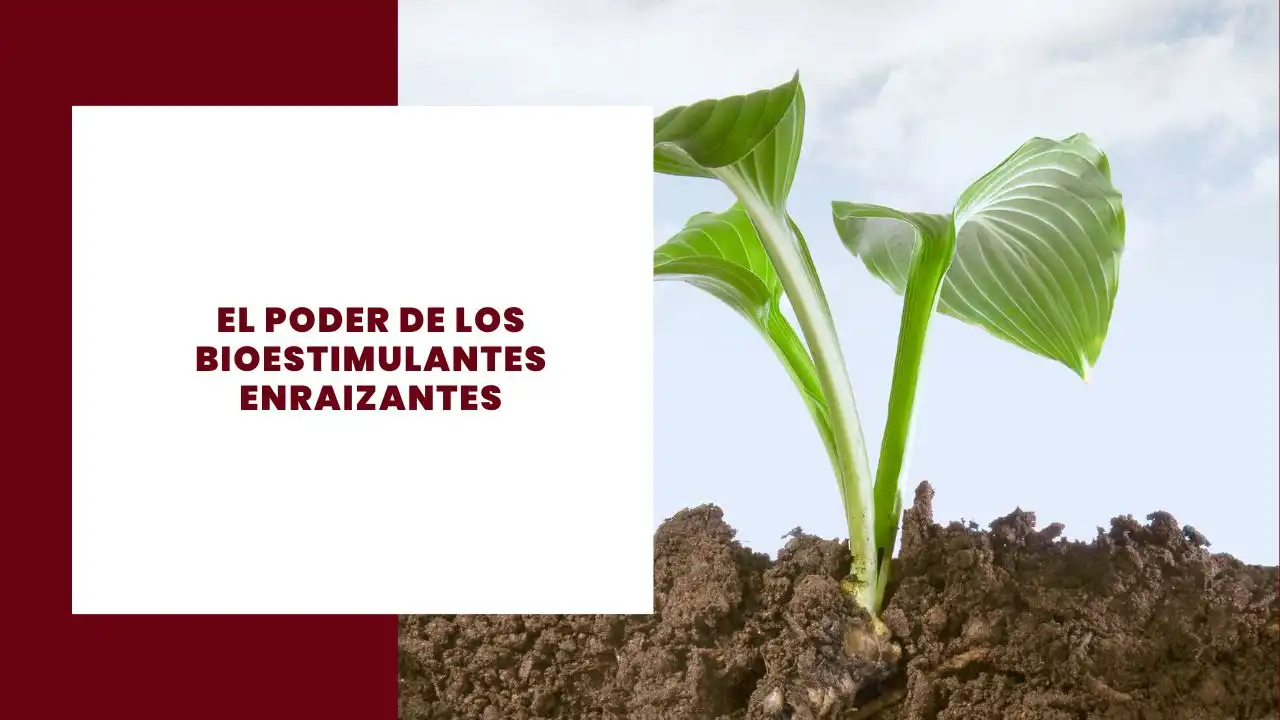 El poder de los bioestimulantes enraizantes