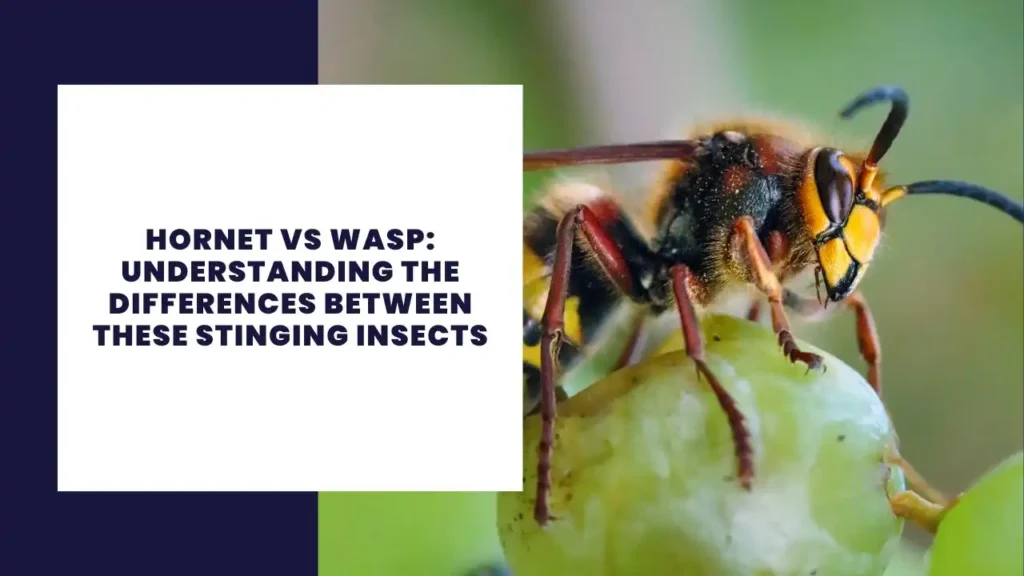 Hornet vs Wasp: Understanding the Differences Between These Stinging Insects