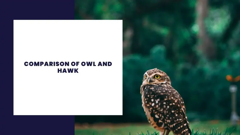 Comparison of Owl and Hawk