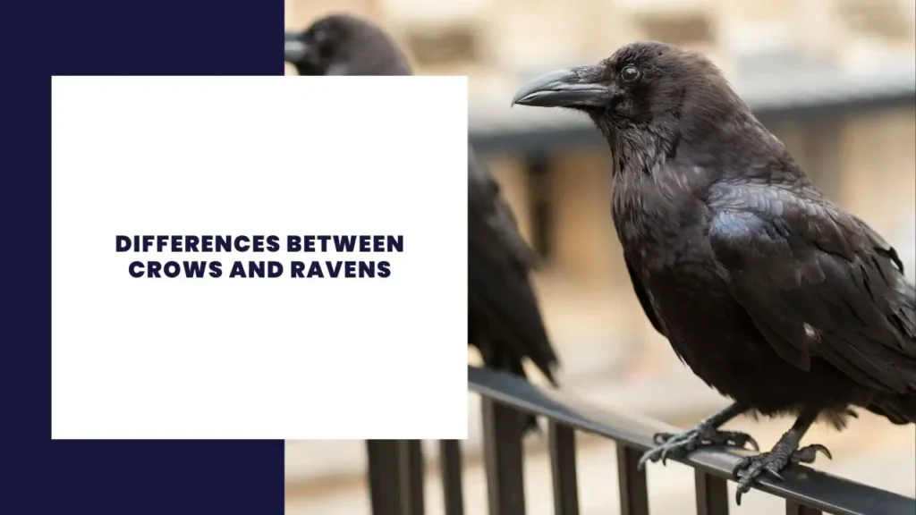 Differences Between Crows and Ravens