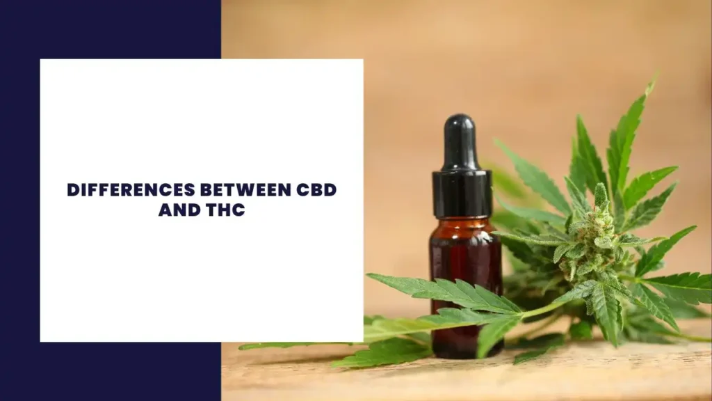 Differences Between CBD and THC