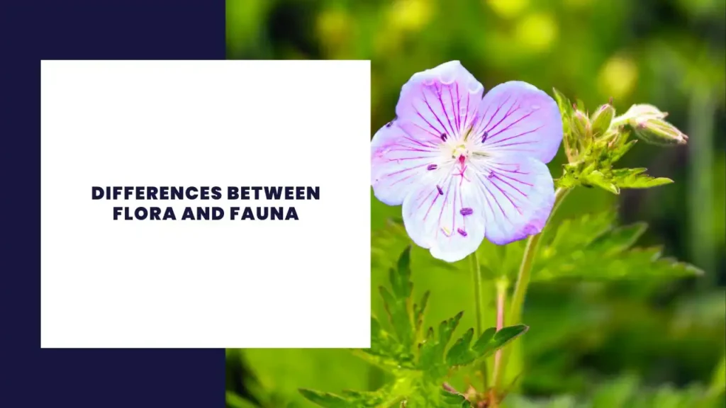 Differences Between Flora and Fauna