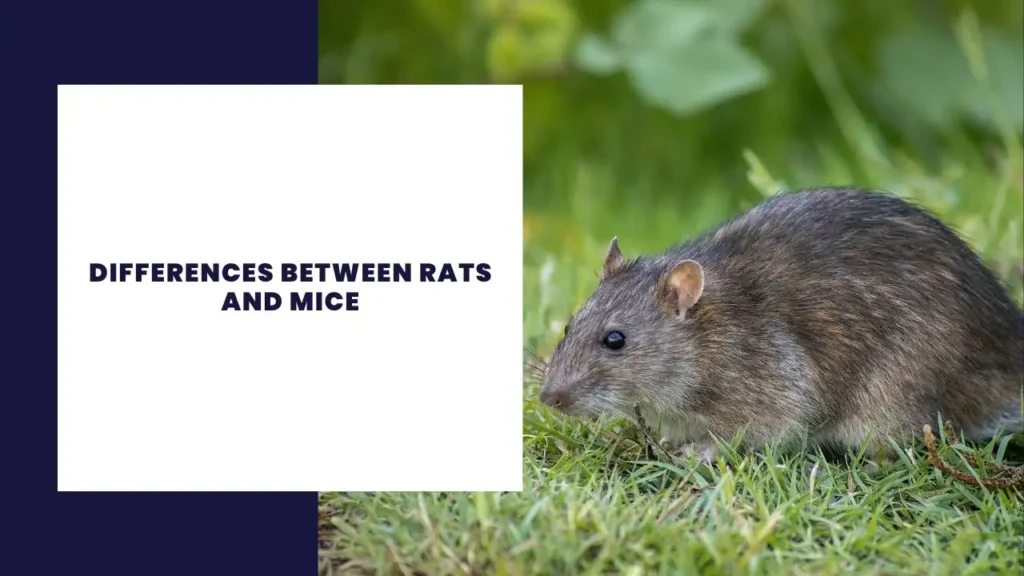 Differences Between Rats and Mice