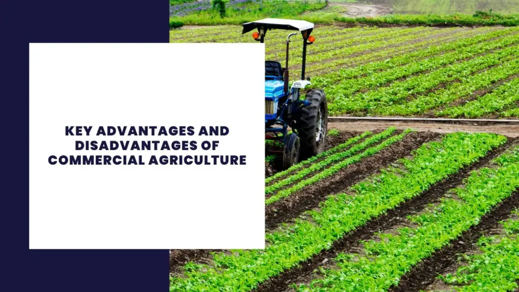 14 Principais vantagens e desvantagens dos serviços de courier 5 Key Advantages And Disadvantages Of Commercial Agriculture