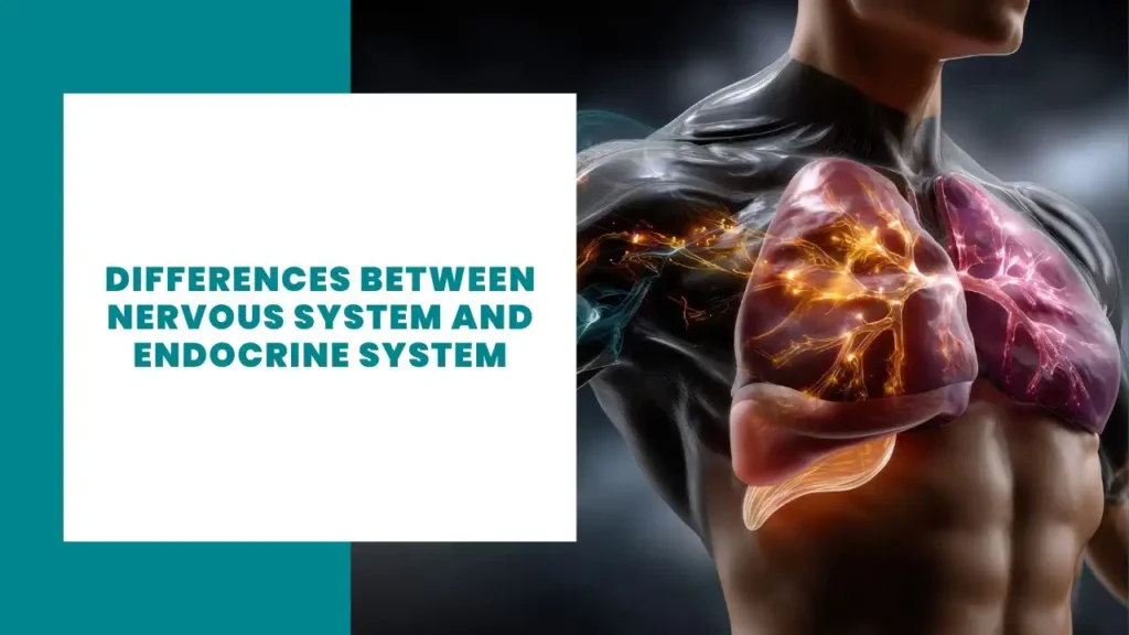 Hashimoto Antibodies | How I am working on lowering them 👊 18 Differences Between Nervous System and Endocrine System